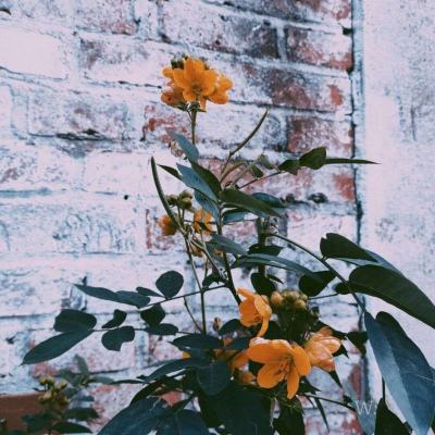 一码一肖100准资料应用手机app下载