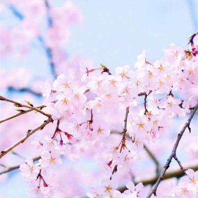 安博.体育下载手机版